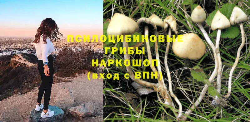 где купить наркоту  Правдинск  площадка телеграм  Псилоцибиновые грибы Cubensis 